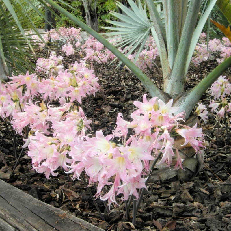 Jersey Lily Amaryllis belladona